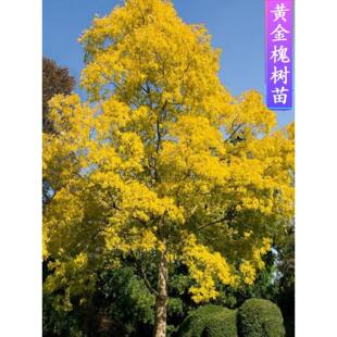 黄金槐树苗庭院工程绿化苗木龙爪槐树苗金枝国槐苗嫁接金丝槐垂槐