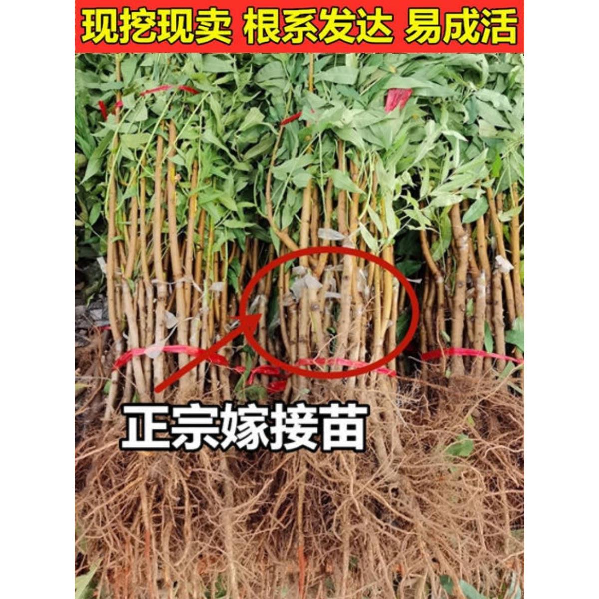 新品种黑桃王桃树苗黑桃皇后树苗嫁接桃树果苗南北方种植当年结果