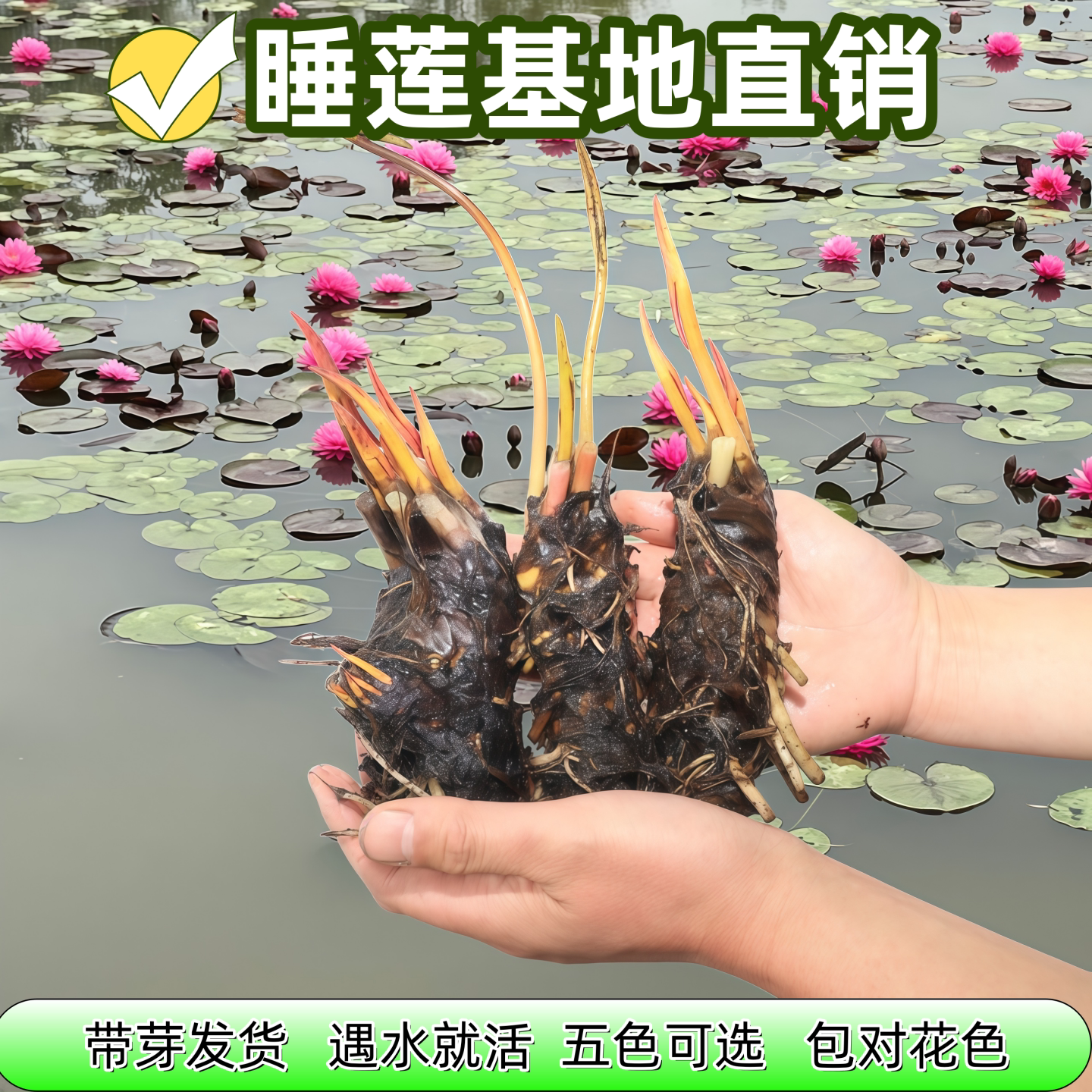 池塘睡莲根块水培植物带芽苞易活好养荷花盆栽耐寒四季水养莲花苗