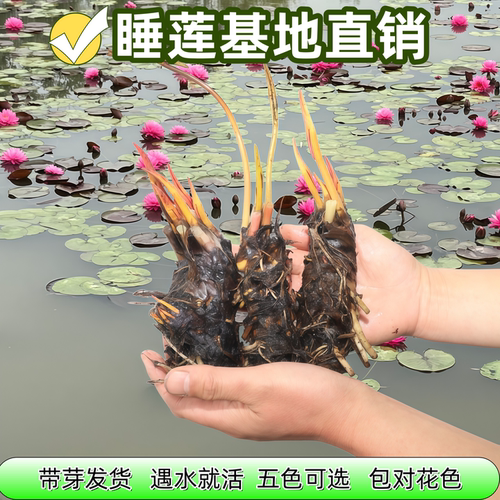 池塘水培睡莲根块荷花带芽苞易活