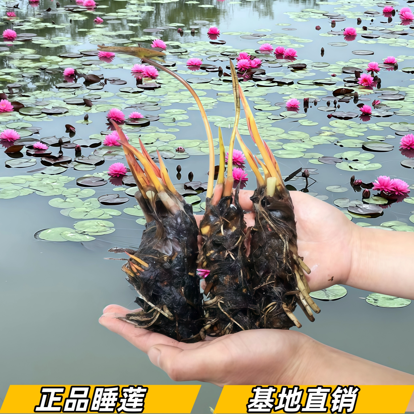 池塘睡莲水培植物带芽苞易活好养水生植物