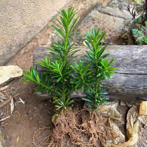 小叶罗汉松树苗庭院盆栽