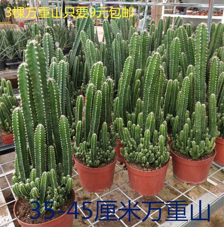 万重山不夜城芦荟室内小盆栽