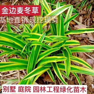金边麦冬盆栽小叶麦冬万年久长叶麦冬草四季常青不落叶
