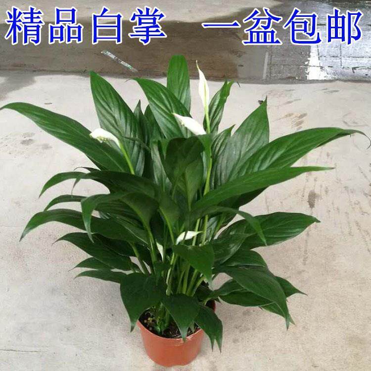 白掌盆栽一帆风顺植物土培绿色植物净化空气吸附甲醛 带花原土盆