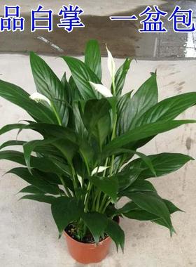 白掌盆栽一帆风顺植物土培绿色植物净化空气吸附甲醛 带花原土盆