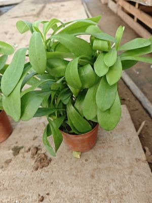 多肉植物 玉麒麟盆栽 花卉仙人掌 麒麟掌 内室植物 桌面植物 包邮
