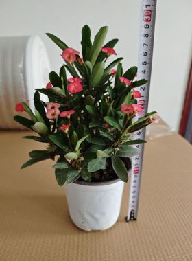 粉色虎刺梅铁海棠黄色变种耐旱耐高温室内盆栽好养观花绿植物开花