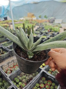 蜗牛四季多肉好养植物盆栽办公室内阳台桌面防辐射开花绿植耐寒热