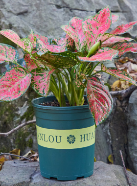 红如意皇后红叶万年青皇后创意盆栽花卉植物进口稀有品种绿植包邮