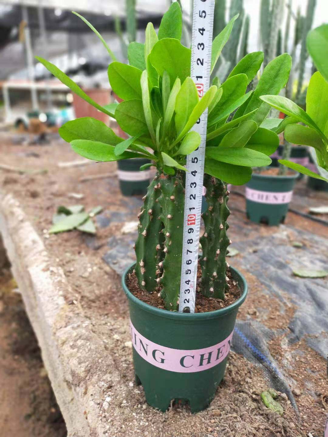 新霸王鞭植物仙人柱量天尺次金刚杵稀有仙人掌类大型植物龙骨盆栽_虎窝淘