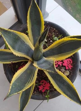 正宗金边龙舌兰带刺药用金边菠萝金边芦荟盆栽耐寒耐旱地栽老叶片