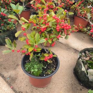 北美冬青红果盆栽植物耐寒耐热庭院花园阳台盆栽绿植