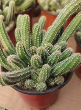 室内仙人指盆栽白檀毛毛虫多肉植物会开花的仙人掌防辐射桌面