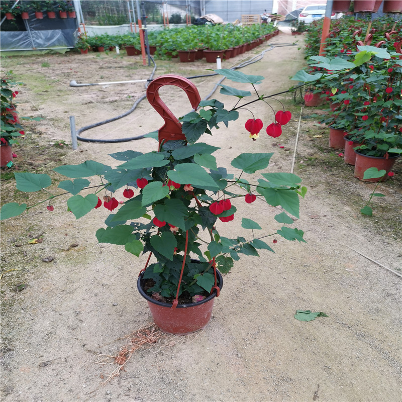 绿植爬藤庭院四季好养蔓性风铃花