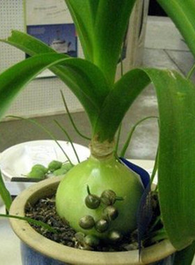 虎眼万年青盆栽海葱植物花卉旱三奇花虎眼叶子可食用自产自销庭院