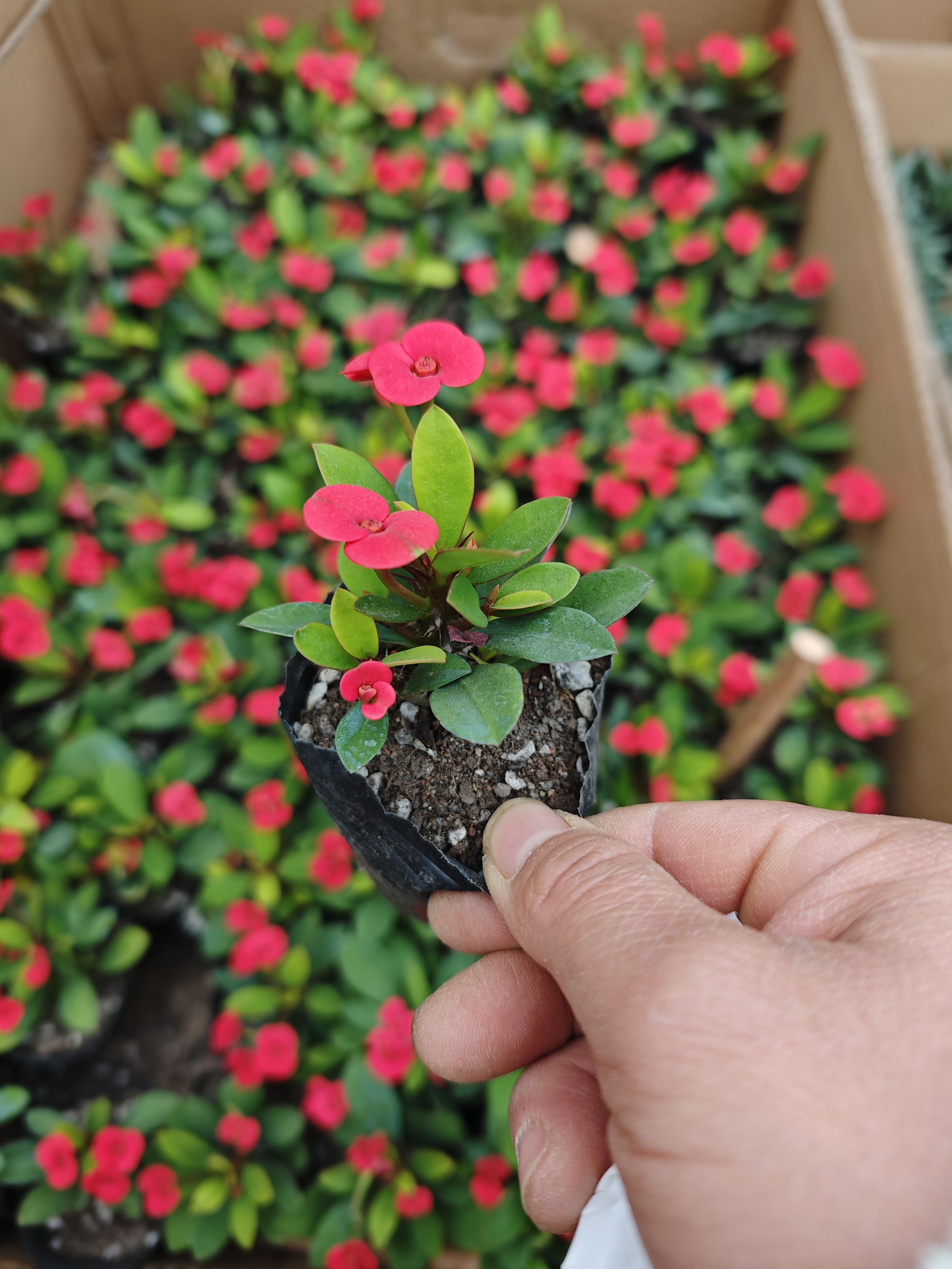 虎刺梅盆栽铁海棠四季开花不断带花苞植物室内外阳台客厅好养易活