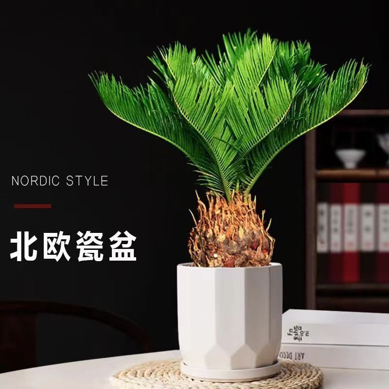 铁树植物苏铁多头盆栽镇宅旺财树苗四季常青庭院室内绿植耐寒花卉