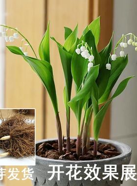 香水铃兰带芽浓香型花苗多年生四季开花不断室内绿植盆栽耐寒好养