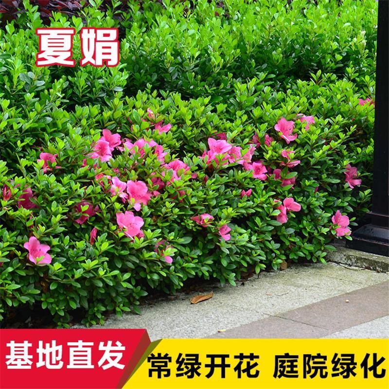 夏鹃小苗盆栽夏娟苗盆景毛杜鹃花苗夏季开花别墅庭院耐寒绿化树苗