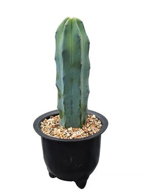 【神龙木】沙漠植物蓝色仙人柱室内新手好养盆栽北欧风防辐射包邮