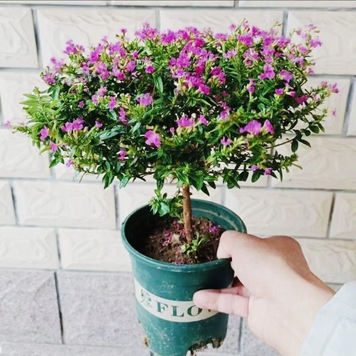 满天星花独杆满天星阳台带花苞四季开花老桩好养观花绿植净化空气