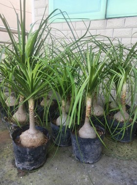 独杆酒瓶兰12厘米以上直径大型植物客厅阳台绿植花卉原土原盆发货