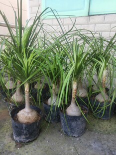 独杆酒瓶兰12厘米以上直径大型植物客厅阳台绿植花卉原土原盆发货