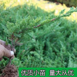 铺地柏爬地柏松柏 铺地柏苗 地被植物 耐寒松树盆景绿植花卉盆栽