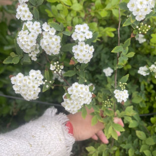 珍珠梅花卉盆栽别墅庭院工程绿化苗木夏季开花植物可盆栽芳香绿植