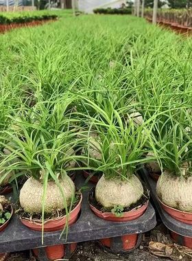 多头酒瓶兰7-8厘米大象腿龙须树四季老桩室内盆栽绿植霸王