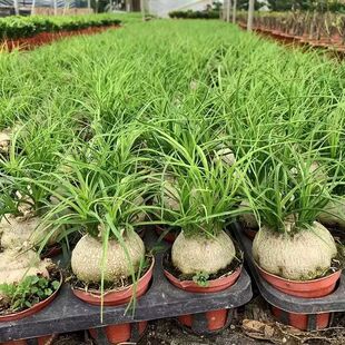 多头酒瓶兰7-8厘米大象腿龙须树四季老桩室内盆栽绿植霸王