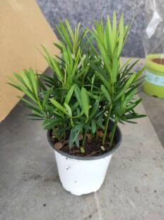 罗汉松小苗30棵一份19.8元带原盆 罗汉松树苗 罗汉松 罗汉松盆景