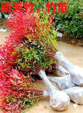 南天竹树苗盆栽火焰水养水培老桩盆景小苗庭院室内植物北方耐寒