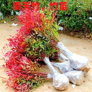 南天竹树苗盆栽火焰水养水培老桩盆景小苗庭院室内植物北方耐寒