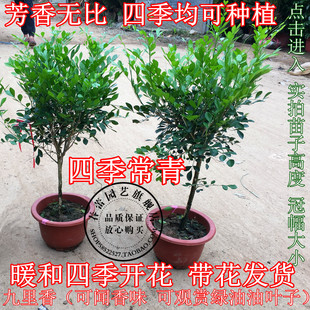 九里香米兰花盆栽盆景办公室内阳台桌面庭院浓香绿植花卉千里香