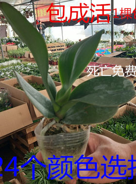特级室内客厅四季包邮蝴蝶兰盆栽