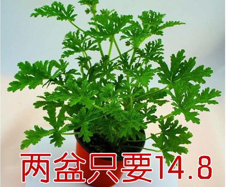 包邮驱蚊草碰碰香迷迭香清香木卷柏吸毒草室内盆栽四季植物庭院