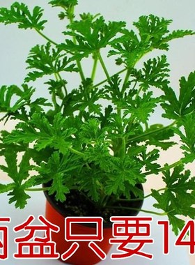包邮驱蚊草碰碰香迷迭香清香木卷柏吸毒草室内盆栽四季植物庭院