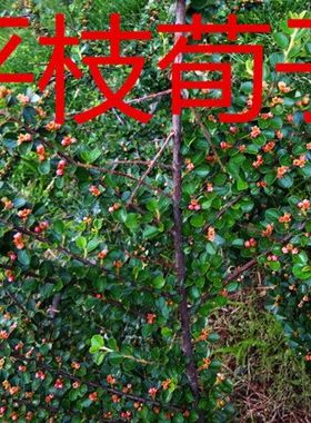 铺地蜈蚣苗 平枝栒子苗 开花红果平枝荀子盆栽铺地红蜈蚣自产自销