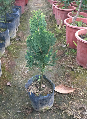 包邮带土发货庭院园林绿化植物 侧柏 扁柏 香柏树苗盆栽盆景