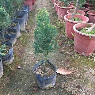 包邮带土发货庭院园林绿化植物 侧柏 扁柏 香柏树苗盆栽盆景