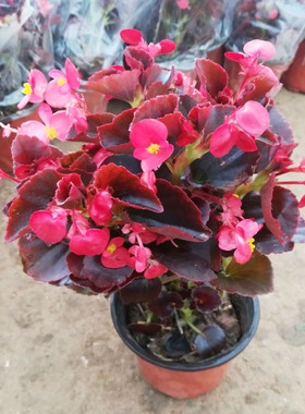 四季海棠玻璃翠大花海棠绿植盆栽营养杯苗室内办公客厅花卉包邮