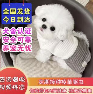 纯种比熊幼犬活体小体比熊犬茶杯犬活体宠物狗狗