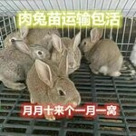 兔子活体大型肉兔新西兰小白兔小兔子比利时家养兔苗可食用繁殖