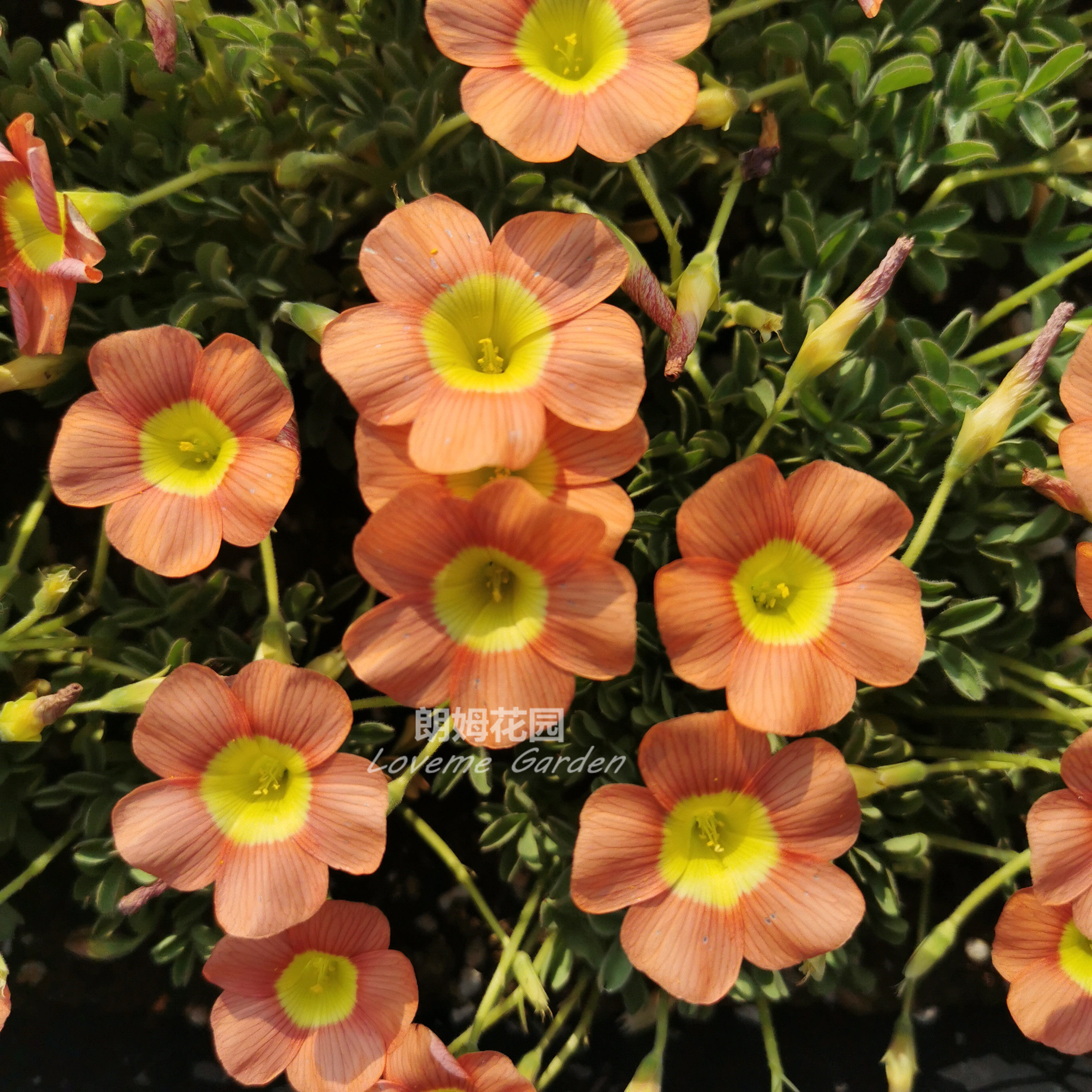 3枚秋植酢浆草易活ob系列coppery orange铜红橘色阳台花卉盆栽