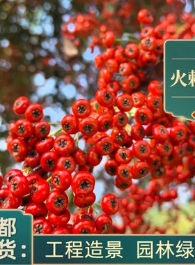 成都火棘树苗盆栽地栽南北方种植篱笆苗庭院绿化工程园林造景红果