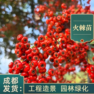 成都火棘树苗盆栽地栽南北方种植篱笆苗庭院绿化工程园林造景红果