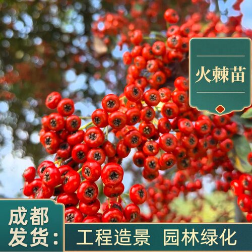 成都火棘树苗盆栽地栽基地直销