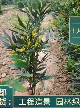 十大功劳苗四季不落叶灌木成都发货盆栽花镜绿篱苗木绿化工程苗